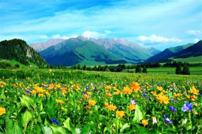  雪山花海：赛里木湖、薰衣草、喀拉峻、唐布拉、天鹅湖摄影9日游